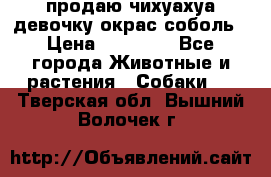 продаю чихуахуа девочку,окрас соболь › Цена ­ 25 000 - Все города Животные и растения » Собаки   . Тверская обл.,Вышний Волочек г.